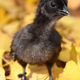 An Ayam Cemani Chick, AKA Goth Baby Bird. Photo Courtesy Greenfire Farms